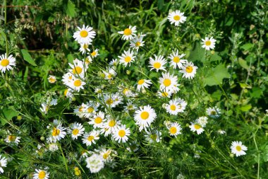Papatya eczane alan doğa