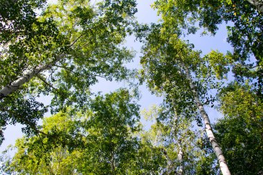 huş ağacı orman yaz doğa manzara