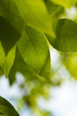 Sonbahar Orman, yaprak döken ağaçlar, peyzaj