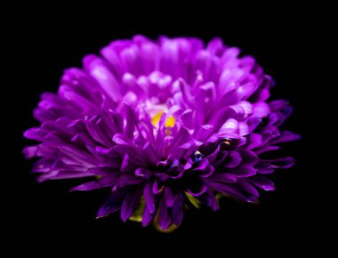 siyah bir arka plan üzerinde izole aster çiçekler