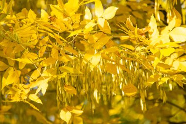 Sonbahar Orman, yaprak döken ağaçlar, peyzaj