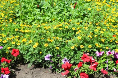 Büyük boya çiçekler Doğa