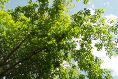 Aşağıdan yeşil orman bahar bakış bulutlar içine