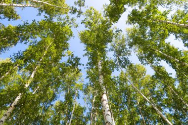 orman manzaralı aşağıdan gökyüzüne huş ağacı