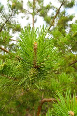 büyük yeşil bir ağaç ladin iğne