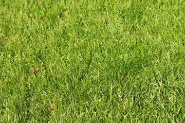 bulanık bokeh arka planı yeşil çimen