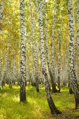 Sarı huş ağacı orman, geç sonbahar doğa manzara