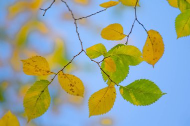yakın çekim manzara sonbahar sarı ve yeşil yaprak