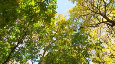 ağaç görünümünü aşağıdan gökyüzüne sonbahar manzara bırakır