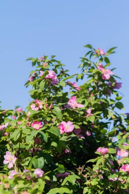 vahşi rose hips manzara yakın çekim