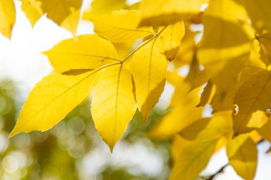 Sonbahar Orman, yaprak döken ağaçlar, peyzaj