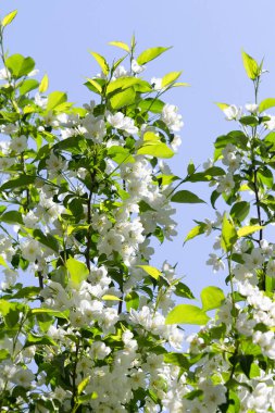 beyaz çiçekler apple yakın çekim doğa manzara