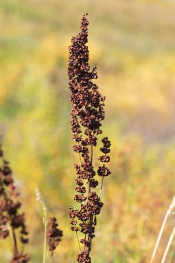vahşi kuzukulağı doğa tohumları Kuru