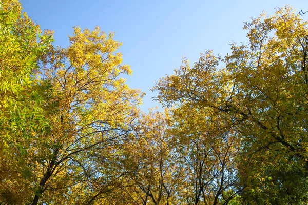 Leaves Trees View Sky Autumn Landscape — Stock Photo, Image