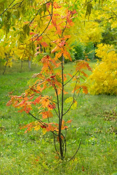 Sonbahar Orman Yaprak Döken Ağaçlar Peyzaj — Stok fotoğraf