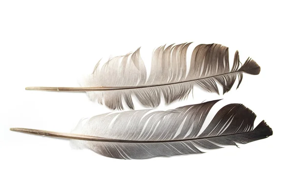 白地に灰色のハトの羽根 — ストック写真