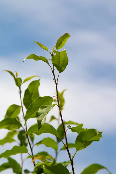 Grüne Baumblätter Vor Blauem Himmel — Stockfoto