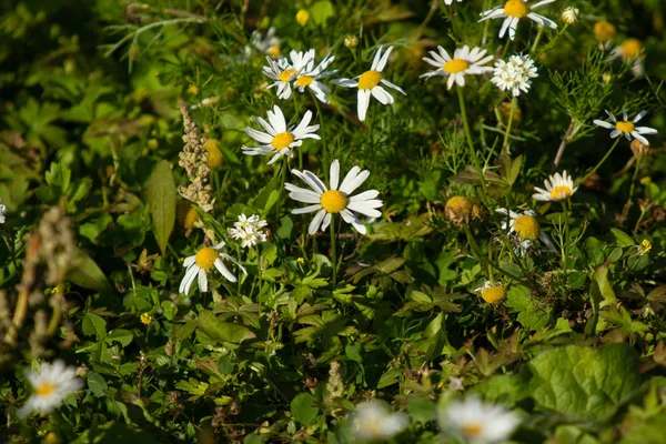 Chamomile Flowers Field Landscape — Stock Photo, Image