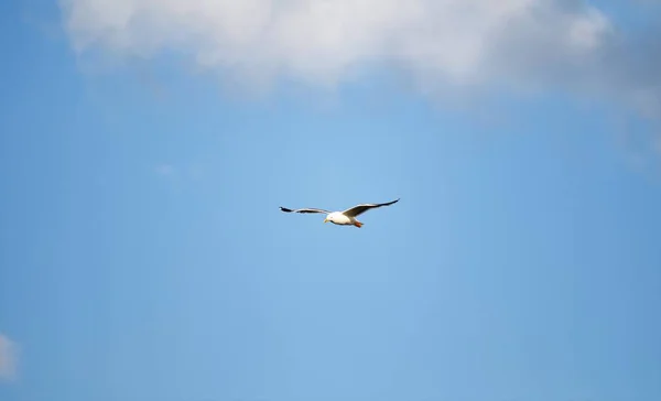 在蓝天飞翔的海鸥 — 图库照片