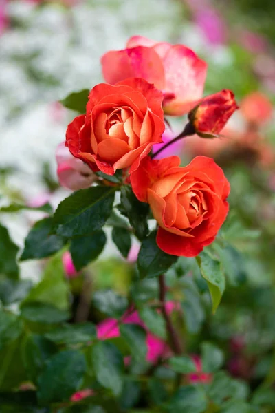 Röda Blommor Blomsterrabatten — Stockfoto