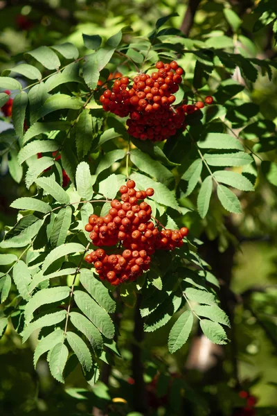 Красные Ягоды Дереве Рованничного Вибурнума Осенью — стоковое фото