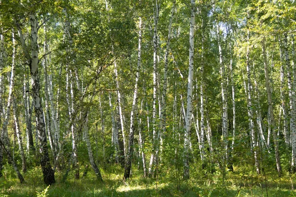 白樺の森の夏の風景 — ストック写真
