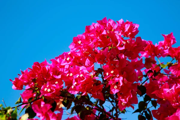 Jasnych Kwiatów Bugenwilli Krajobraz — Zdjęcie stockowe