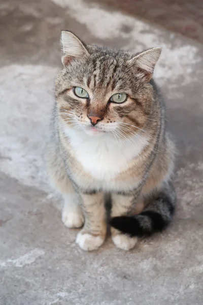 Bonito Gato Livre Natureza — Fotografia de Stock