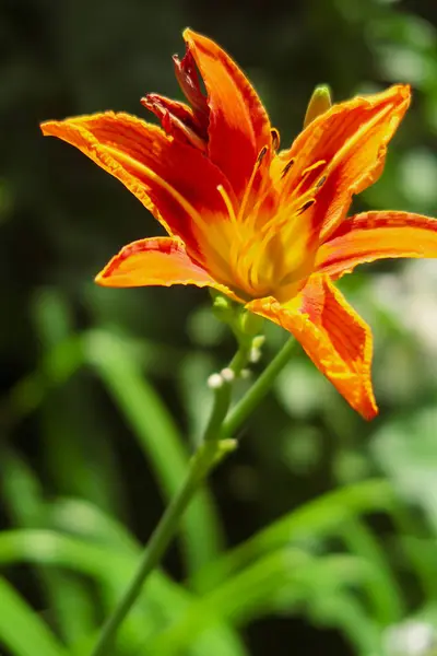 Flor Naranja Lirio Naturaleza —  Fotos de Stock