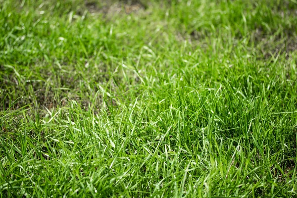 Grama Verde Com Fundo Borrado Bokeh — Fotografia de Stock