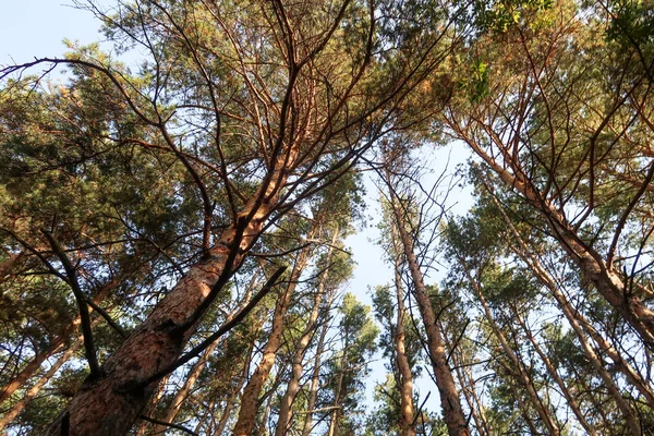 Vista Pineta Dal Basso Verso Cielo — Foto Stock