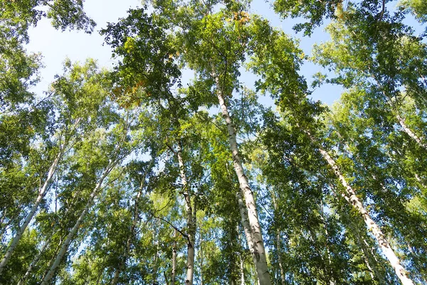 Bouleau Vue Sur Forêt Bas Dans Ciel — Photo