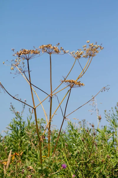 Fresh fennel blossoms against the blue sky. Close up of blooming dill flowers in seasoning kitchen garden.Selective focus, social network concept.