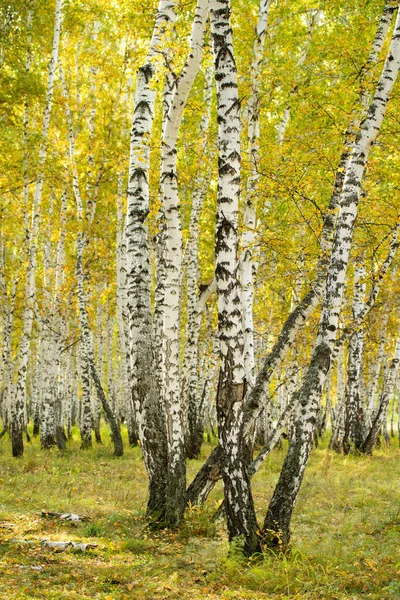 Bosque Abedul Amarillo Paisaje Natural Finales Otoño —  Fotos de Stock