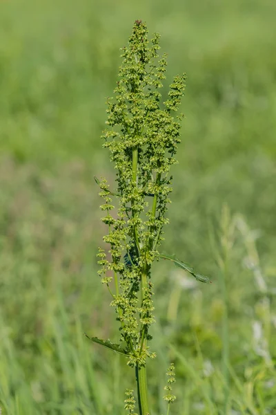 Yabani confertus yeşil çimenlerin üzerinde