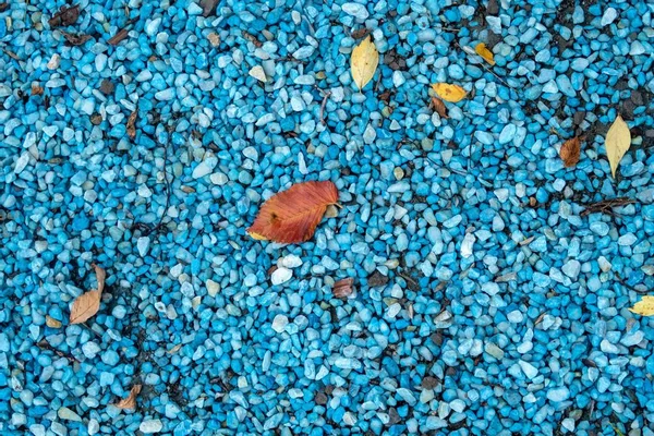 Blue Pebbles Leaves Tree — Stock Photo, Image