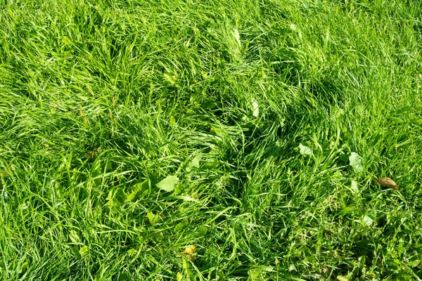 Grönt Gräs Med Bokeh Suddig Bakgrund — Stockfoto