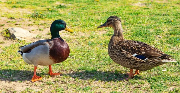 緑の牧草地の野生のカモ — ストック写真