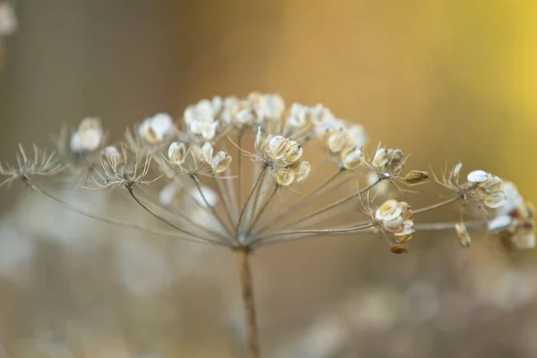 Dry Parsley Flowers Nature — Stock Photo, Image