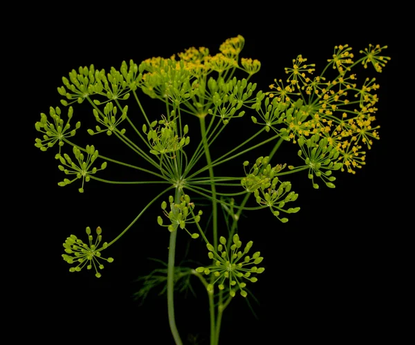 Färsk Dill Blommor Svart Bakgrund — Stockfoto