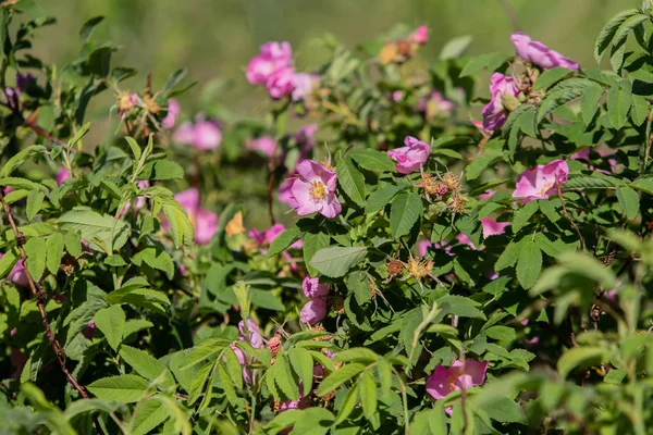Wild Rose Heupen Landschap Close — Stockfoto