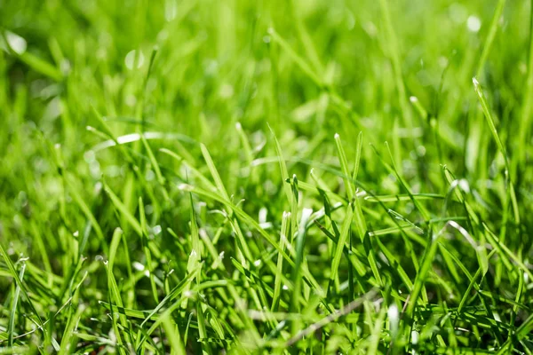 Green Grass Bokeh Blurred Background — Stock Photo, Image