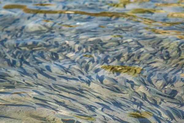Små Fiskar Flyter Vatten Havet Skarpsill — Stockfoto