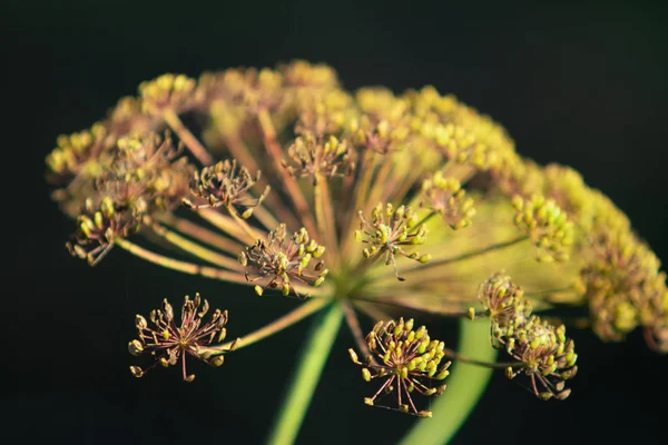 Droge Bloem Dill Natuur — Stockfoto