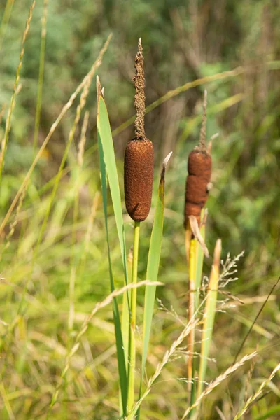 Typha Latifolia Campo — Fotografia de Stock