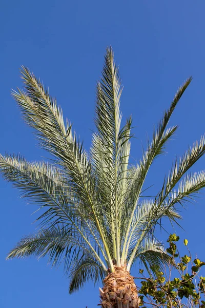 Blad Palmer Himmel Bakgrund — Stockfoto