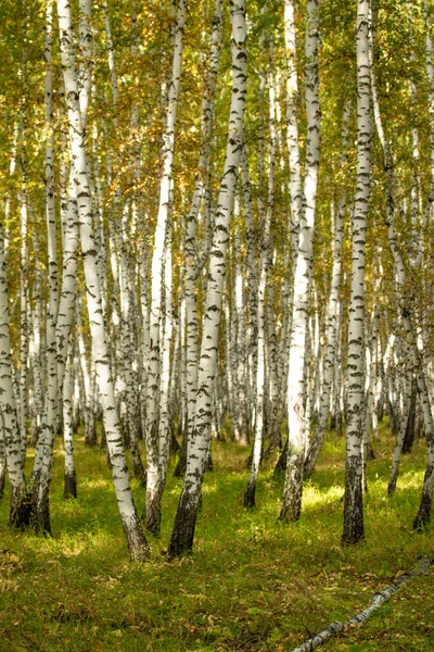 Floresta Bétula Amarela Final Outono Natureza Paisagem — Fotografia de Stock