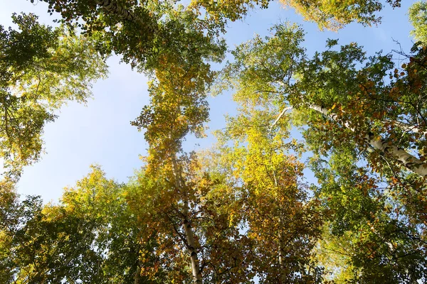 Abedul Vista Cielo Naturaleza Otoñal —  Fotos de Stock