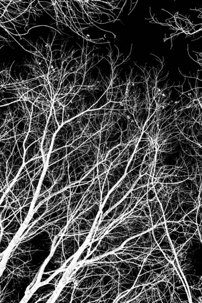 Tree Branches White Silhouette Black Background — Stock Photo, Image