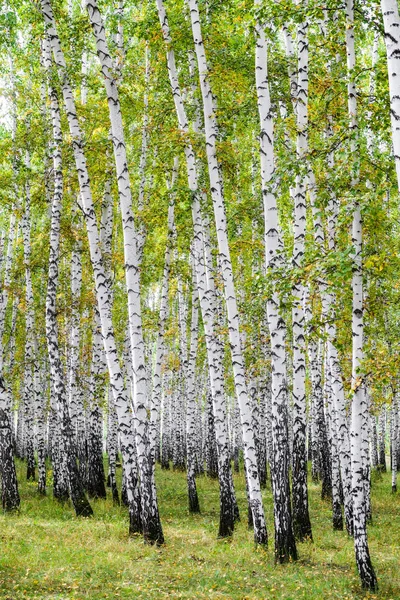 Yellow Birch Forest Late Autumn Nature Landscape — Stock Photo, Image